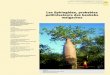 Les Sphingidae, probables pollinisateurs des baobabs malgaches · 2015. 5. 29. · Les Sphingidae, probables pollinisateurs des baobabs ... Les baobabs malgaches sont regroupés en