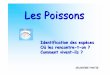 Diaporama Poissons #2