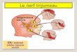 Le nerf trijumeau - Faculté de Médecine d'Oran