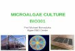 MICROALGAE CULTURE BIO301 - sphinx.murdoch.edu.au