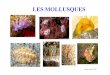 Les Mollusques - SCY 85