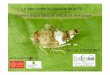 La lutte contre la cicadelle de la FD : moyens disponibles 