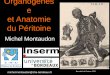 Organogenès e et Anatomie du Péritoine