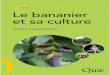 Le bananier et sa culture - public.verdeterreprod.fr