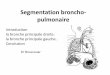 Segmentation broncho- pulmonaire