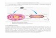 procaryotes et les cellules eucaryotes