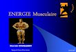 ENERGIE Musculaire